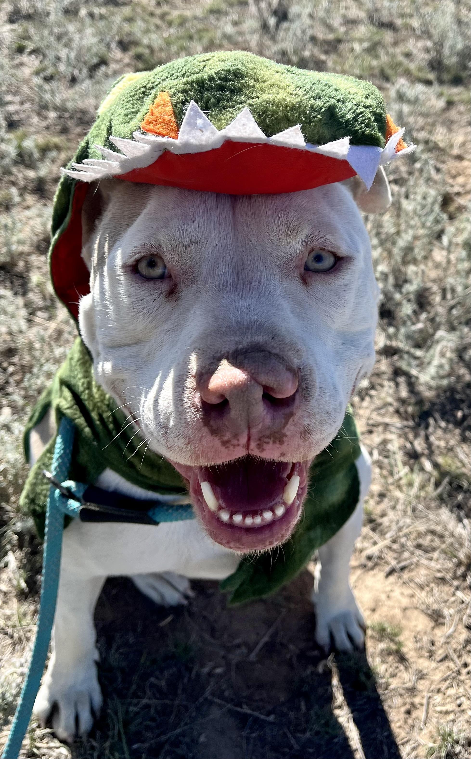 Enlarge Alaric, a Adopted mixed breed in RYE, CO image 1/6