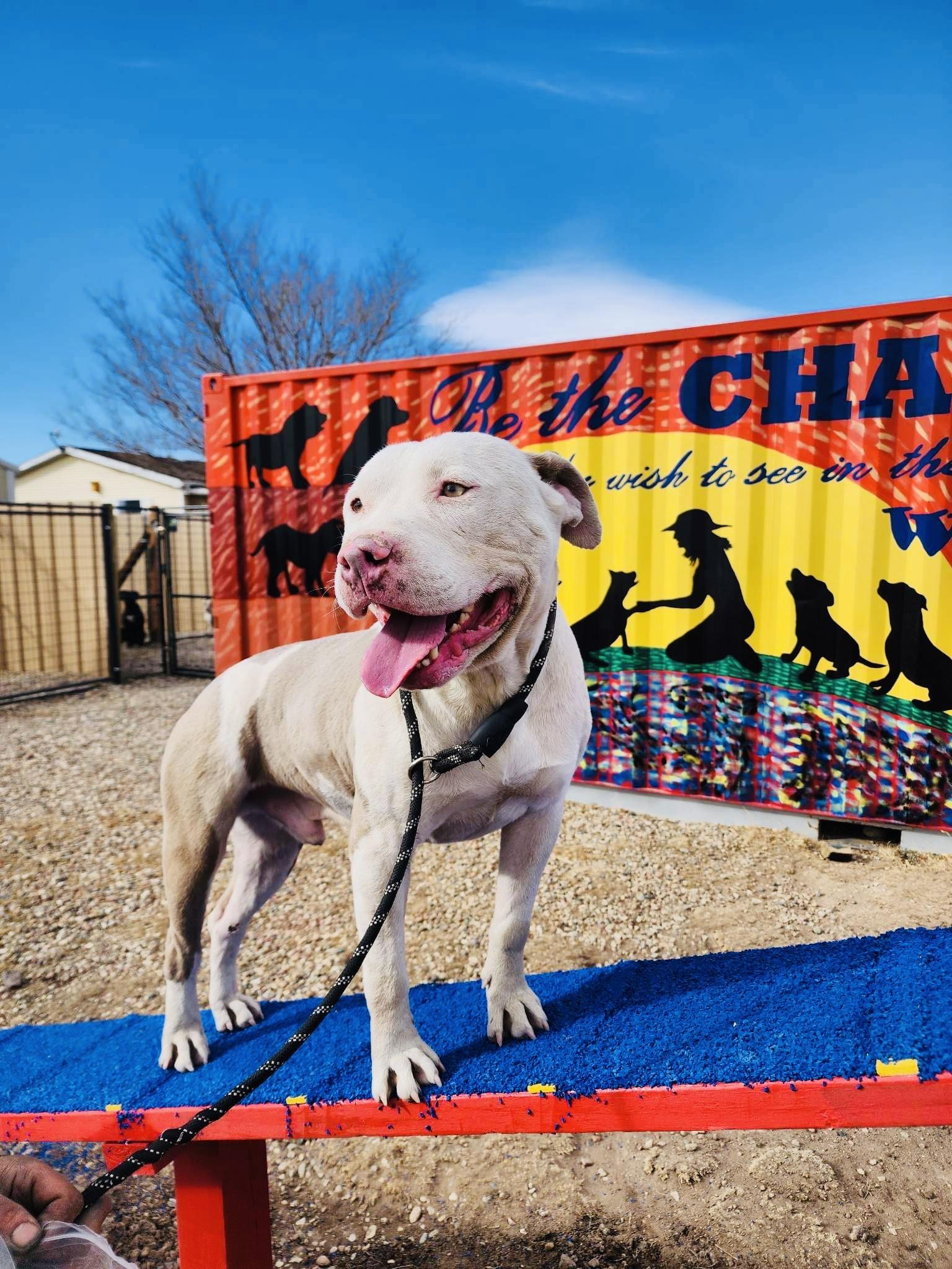 Enlarge Alaric, a Adopted mixed breed in RYE, CO image 2/6