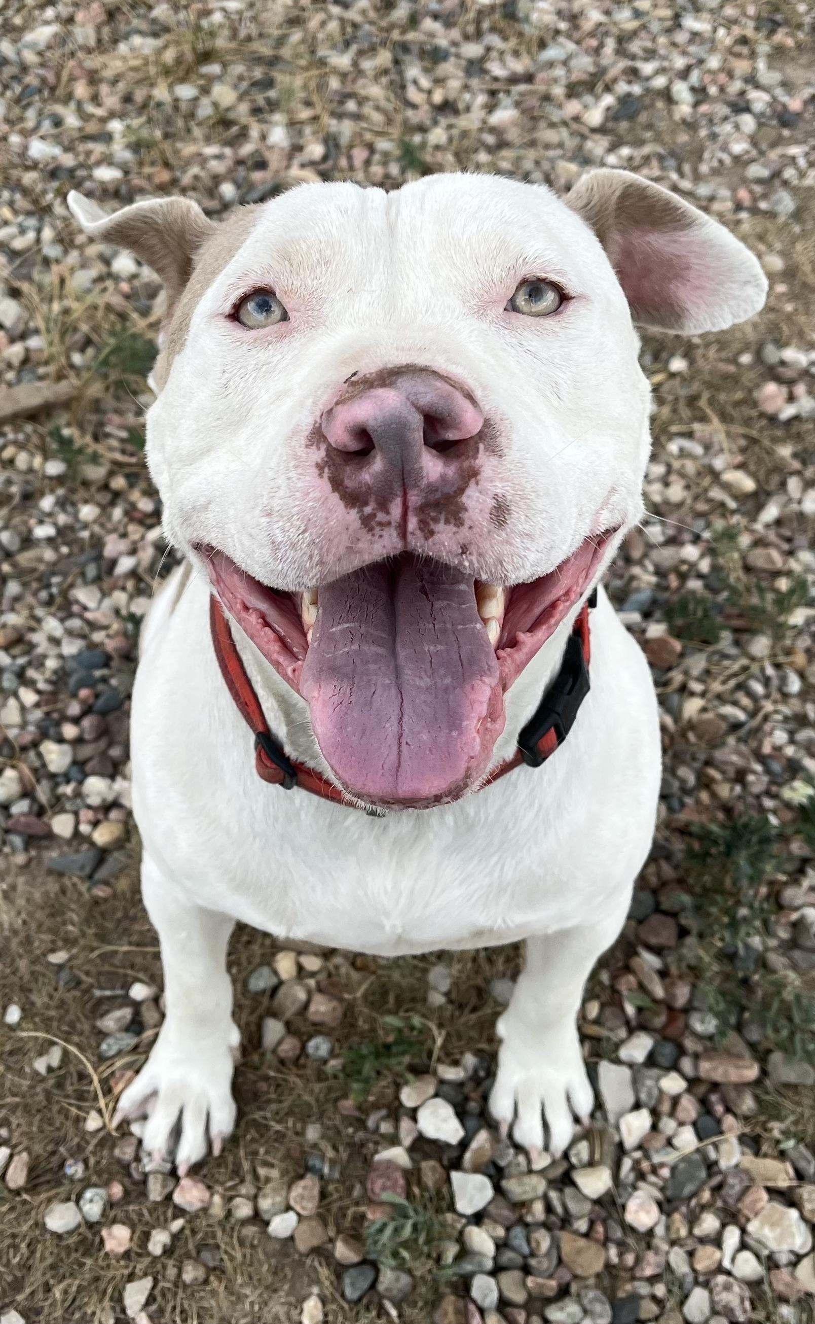 Enlarge Alaric, a Adopted mixed breed in RYE, CO image 3/6