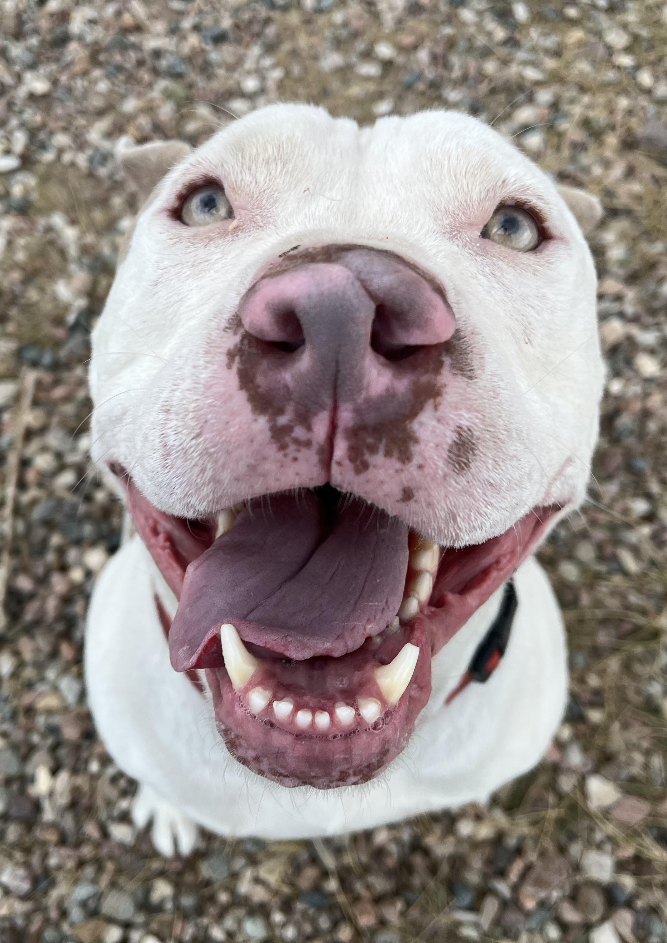 Enlarge Alaric, a Adopted mixed breed in RYE, CO image 4/6