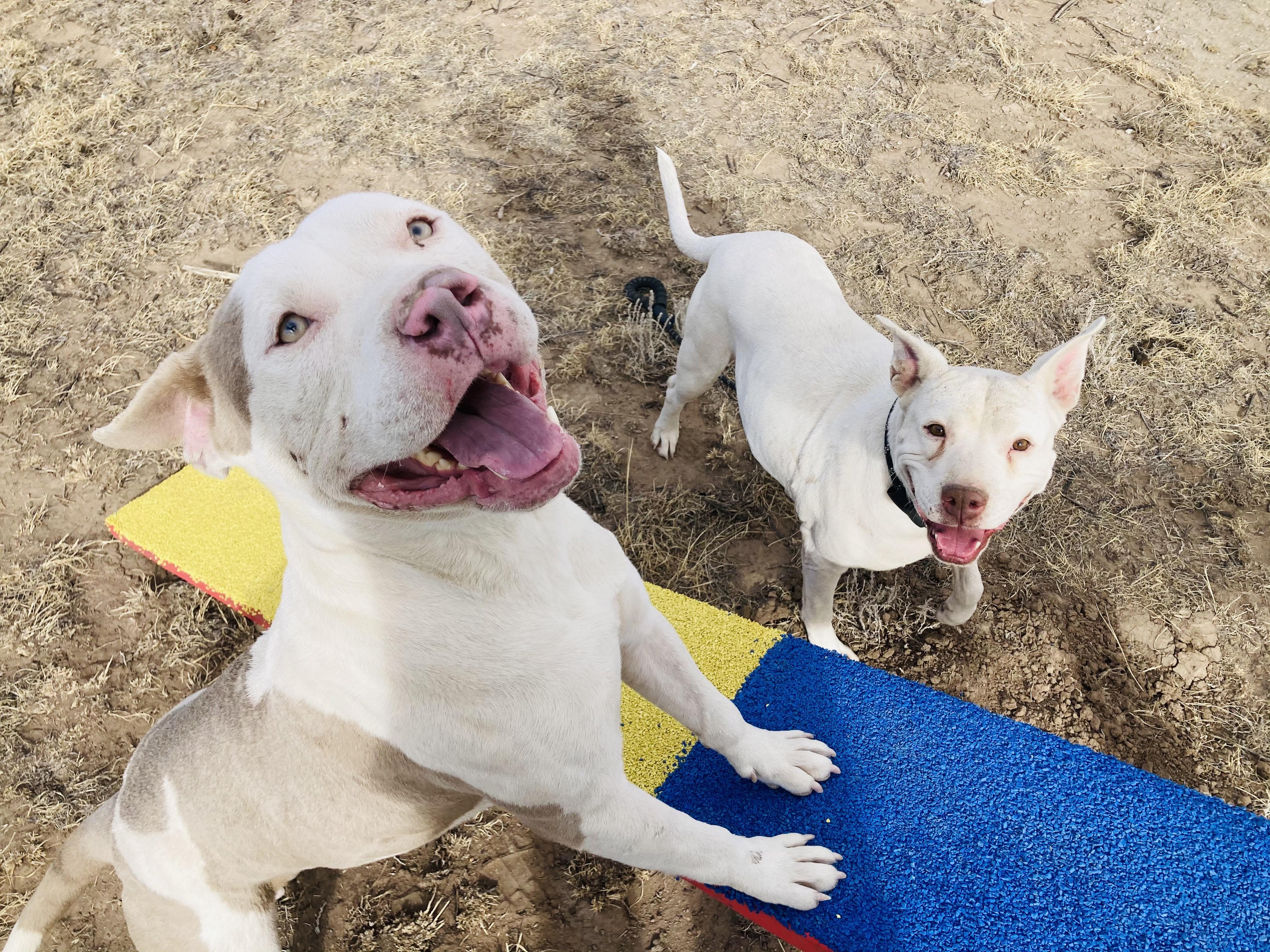 Enlarge Alaric, a Adopted mixed breed in RYE, CO image 5/6