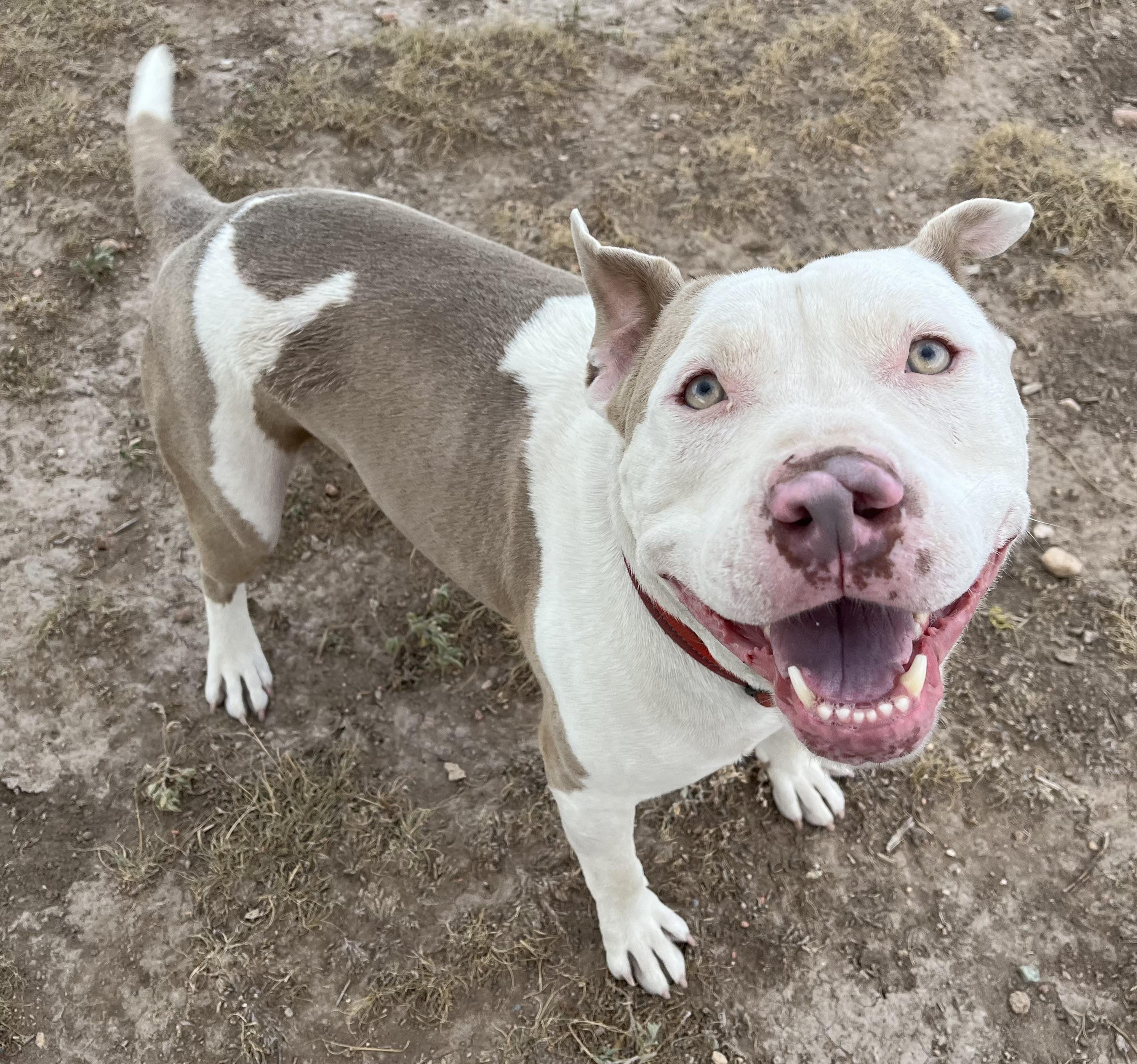 Enlarge Alaric, a Adopted mixed breed in RYE, CO image 6/6