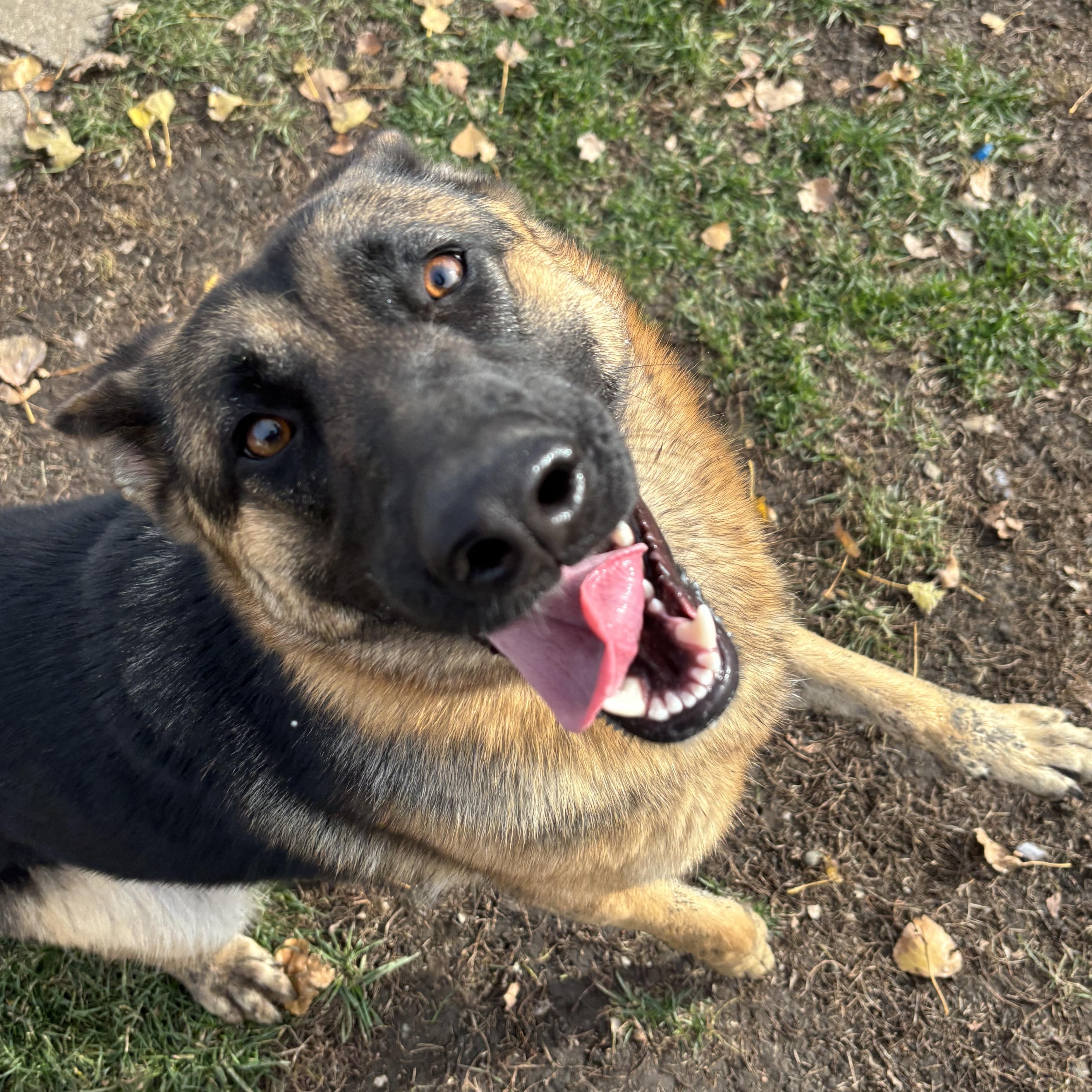 Enlarge Karma *BONDED W/ KASPER, a Adoptable German Shepherd Dog in Jamestown, ND image 2/3