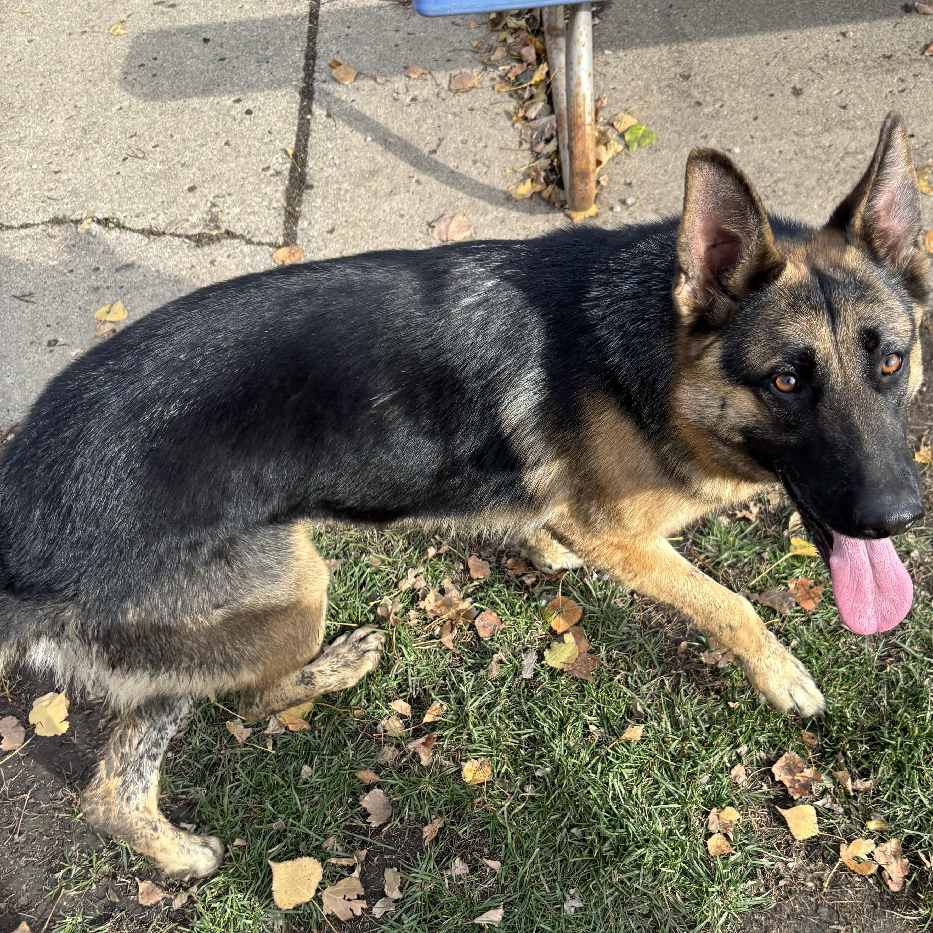 Enlarge Karma *BONDED W/ KASPER, a Adoptable German Shepherd Dog in Jamestown, ND image 3/3