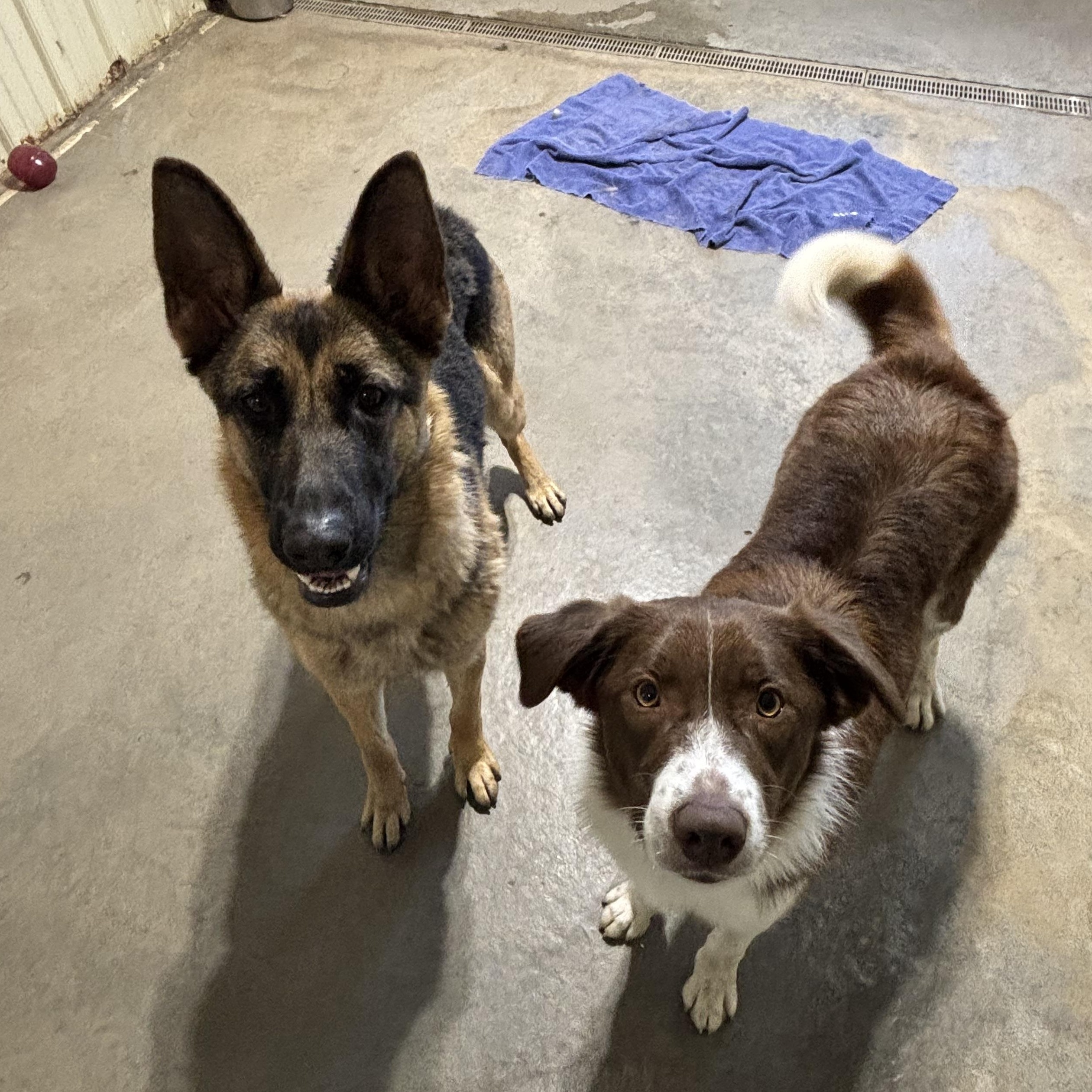 Enlarge Karma *BONDED W/ KASPER, a Adoptable German Shepherd Dog in Jamestown, ND image 5/5