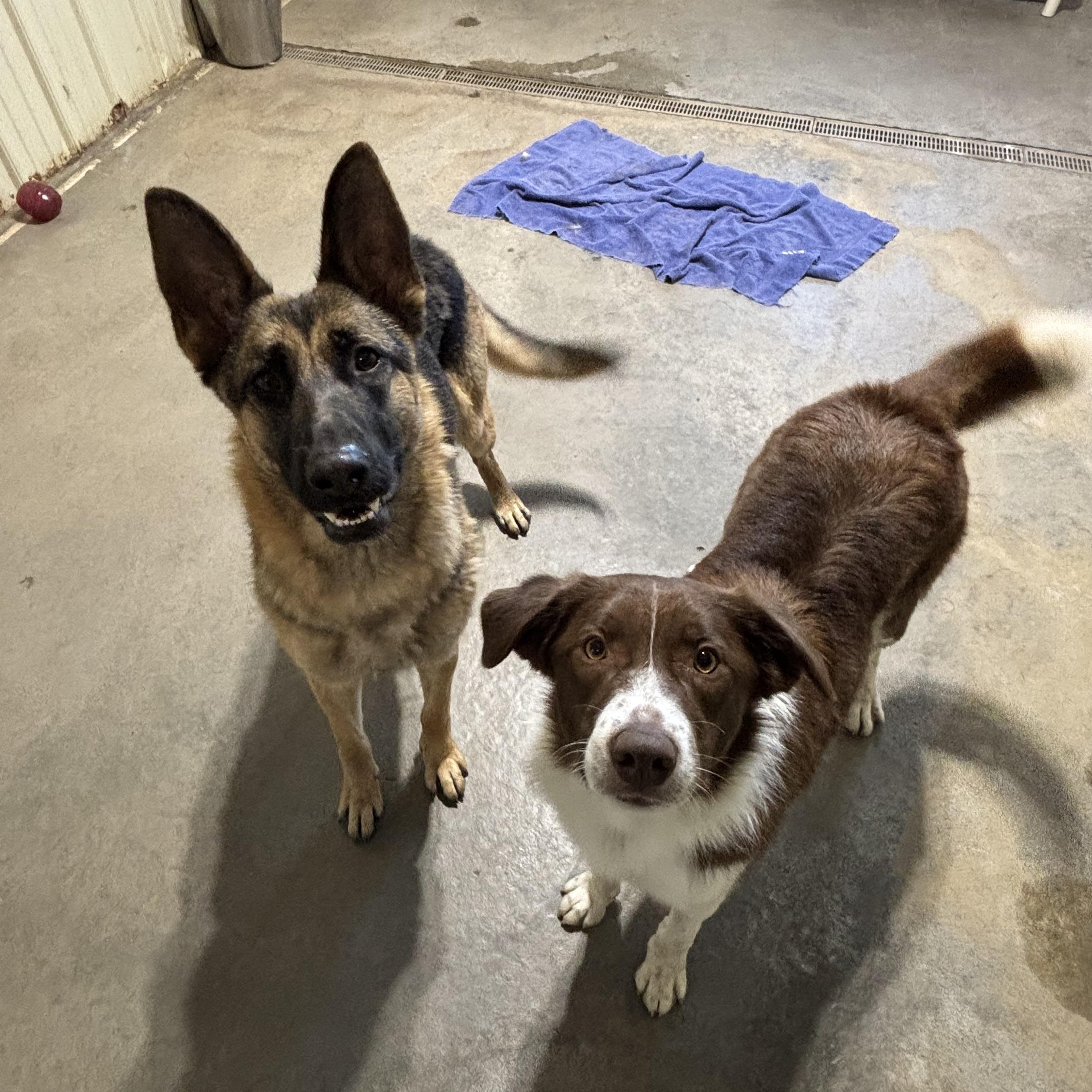 Karma *BONDED W/ KASPER, Adoptable, Adult Female German Shepherd Dog.