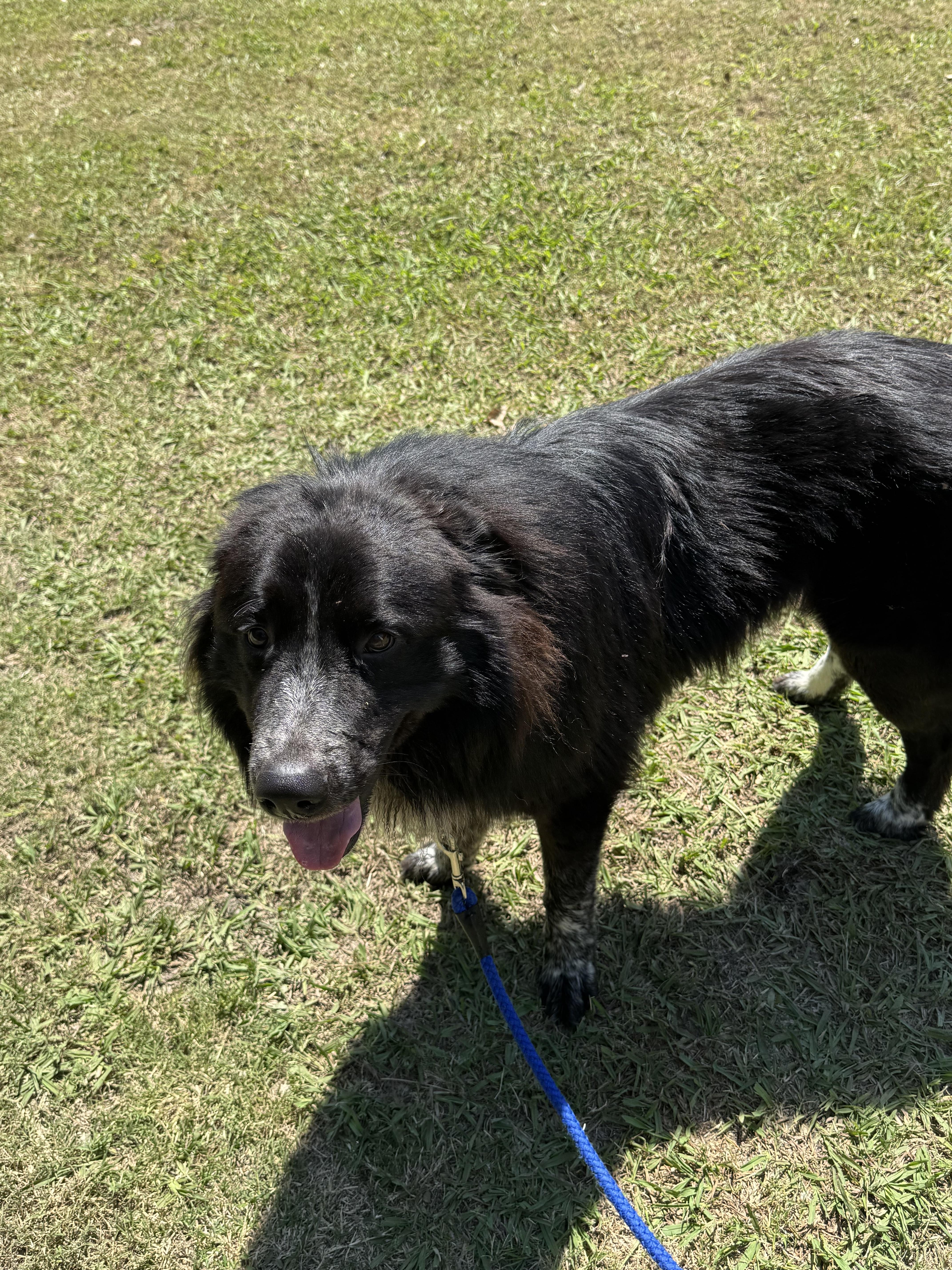 Sirius, Adoptable, Adult Male Australian Shepherd.