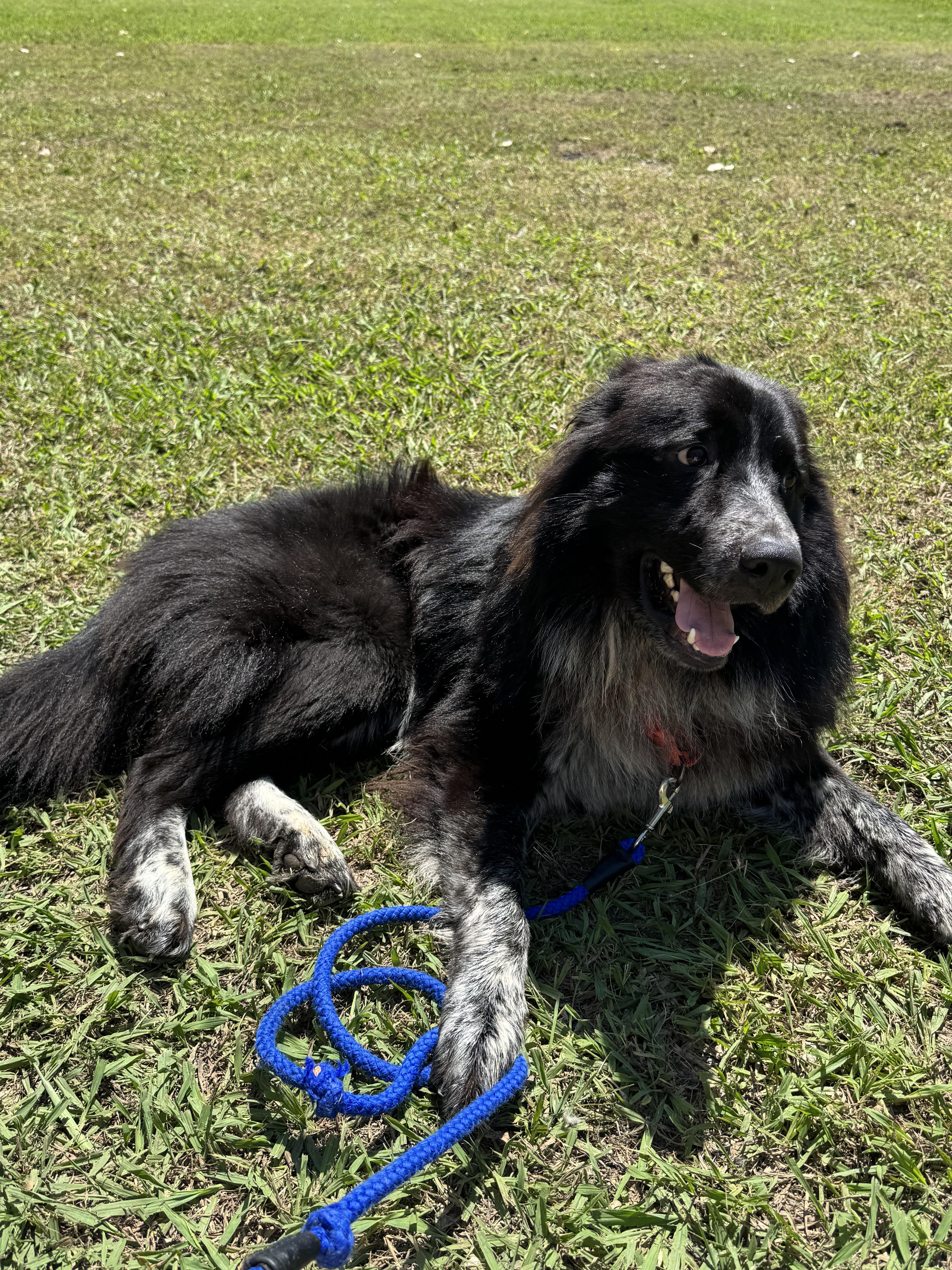 Sirius, a Adoptable mixed breed in Arlington, TX image 3/6