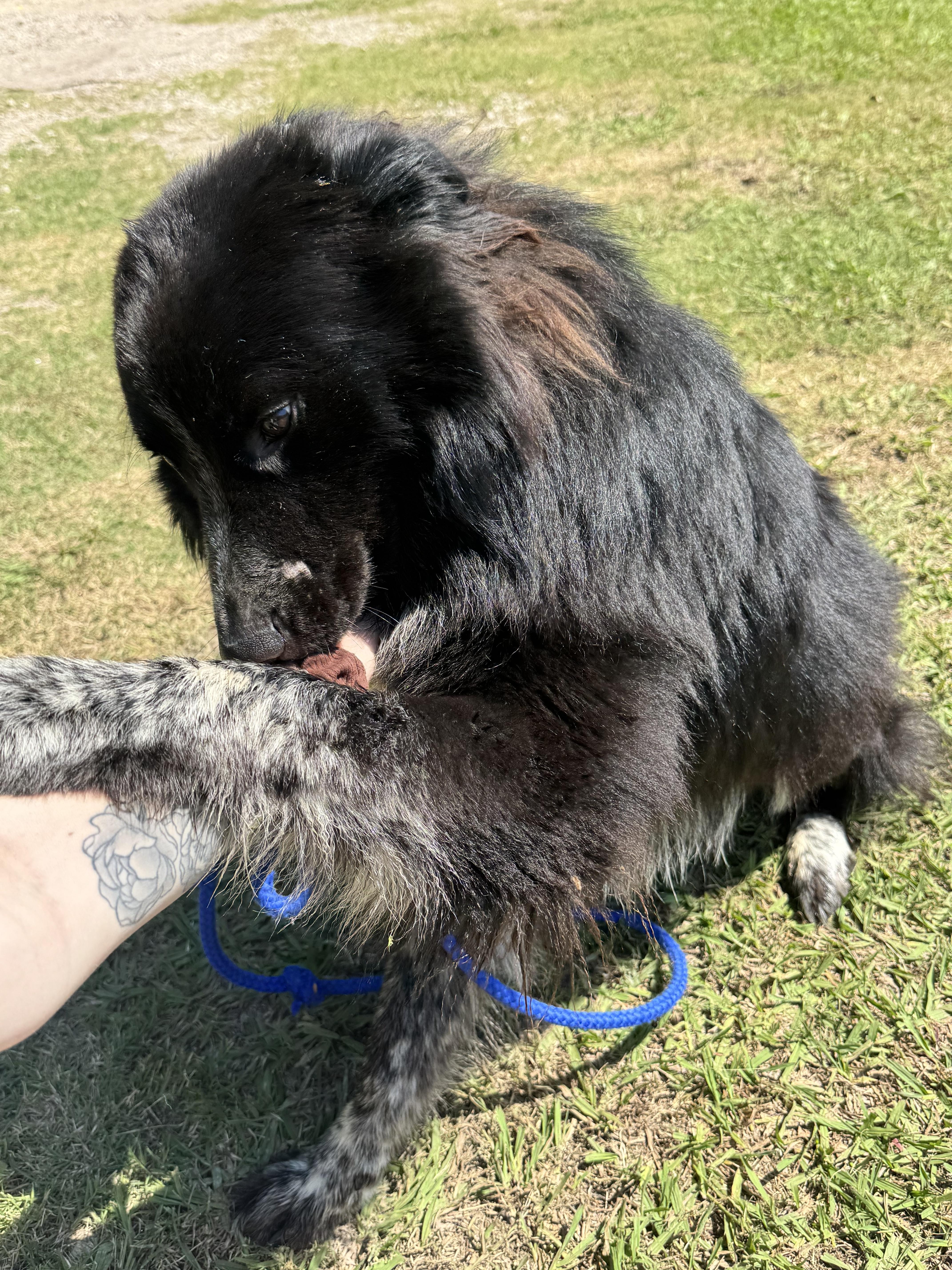 Sirius, a Adoptable mixed breed in Arlington, TX image 4/6