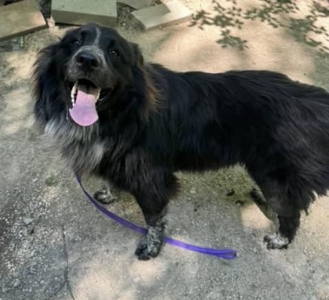 Sirius, a Adoptable mixed breed in Arlington, TX image 5/6