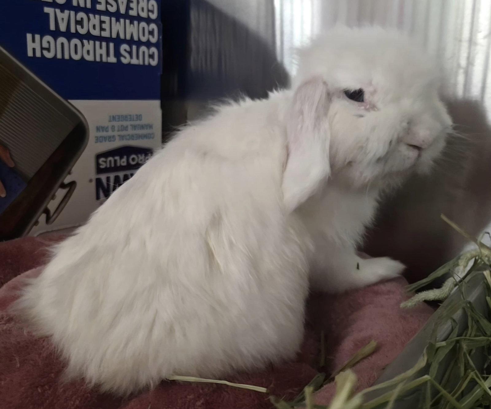 Enlarge Mr. Boots, a Adoptable Holland Lop in Oakland, CA image 1/3