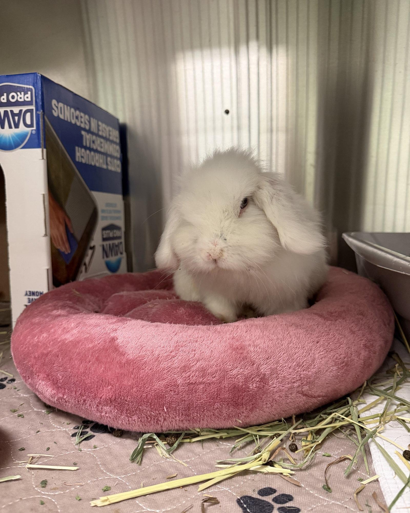 Enlarge Mr. Boots, a Adoptable Holland Lop in Oakland, CA image 2/3