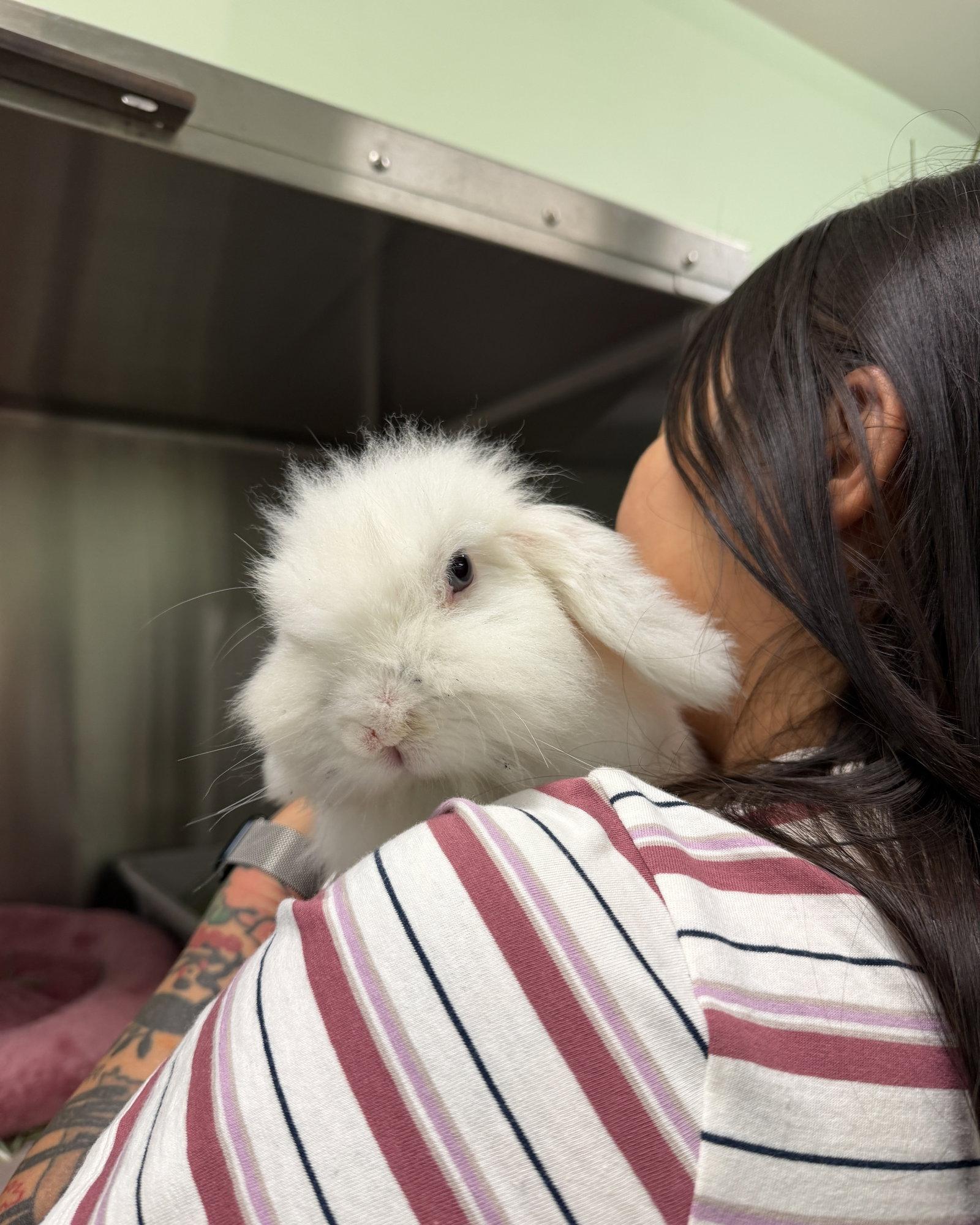 Enlarge Mr. Boots, a Adoptable Holland Lop in Oakland, CA image 3/3