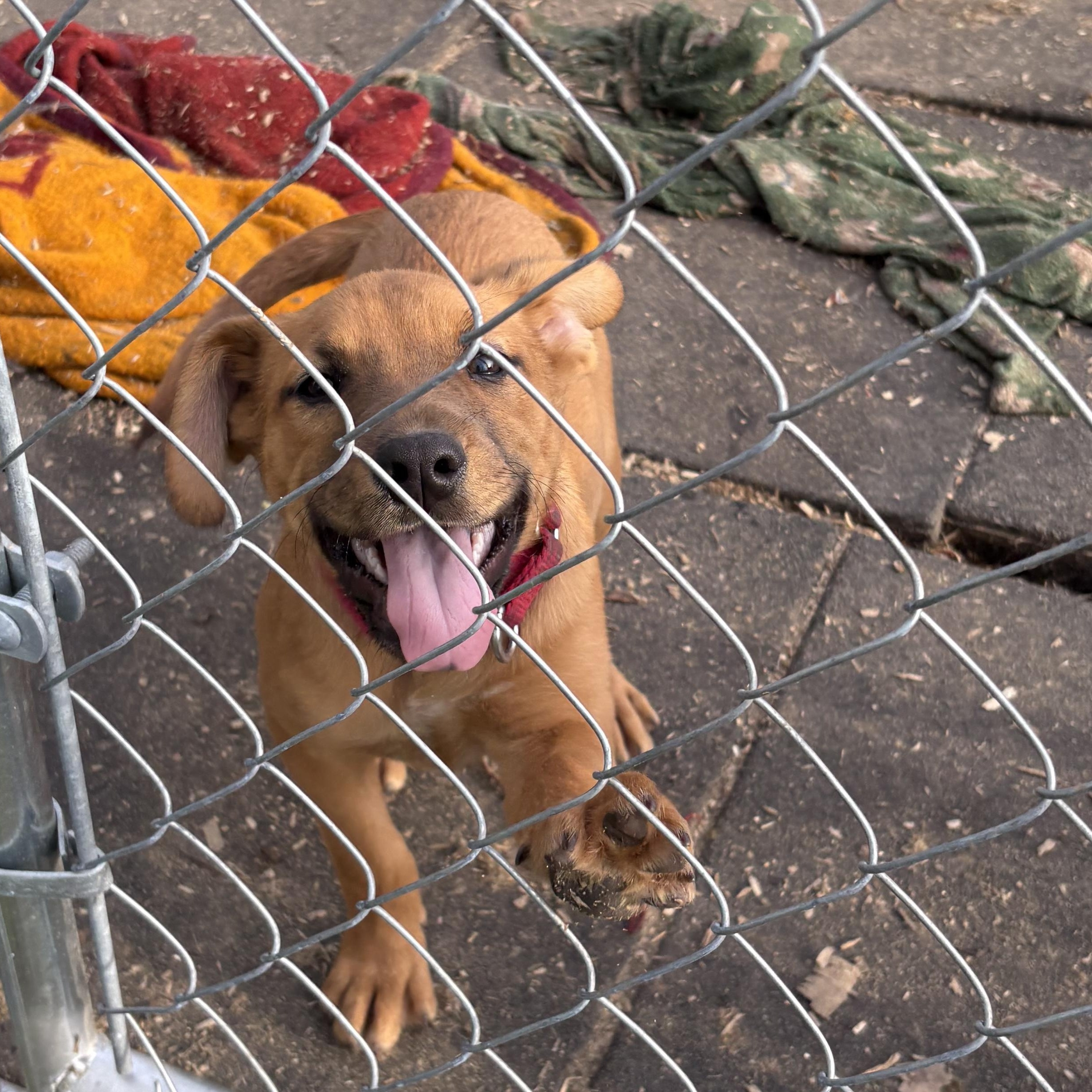 Enlarge Female pup, a Adoptable mixed breed in Coldwater, MI image 2/3