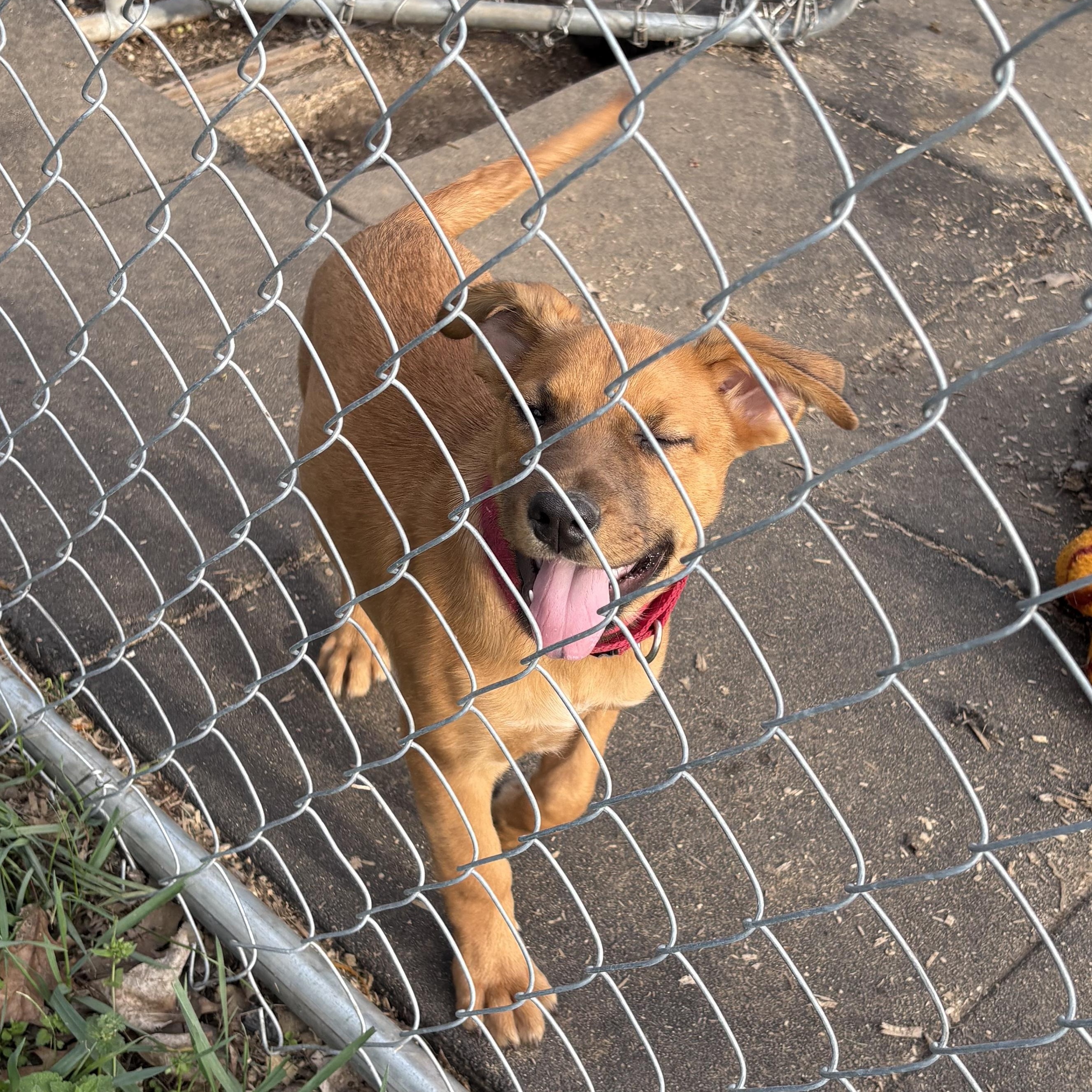 Enlarge Female pup, a Adoptable mixed breed in Coldwater, MI image 3/3