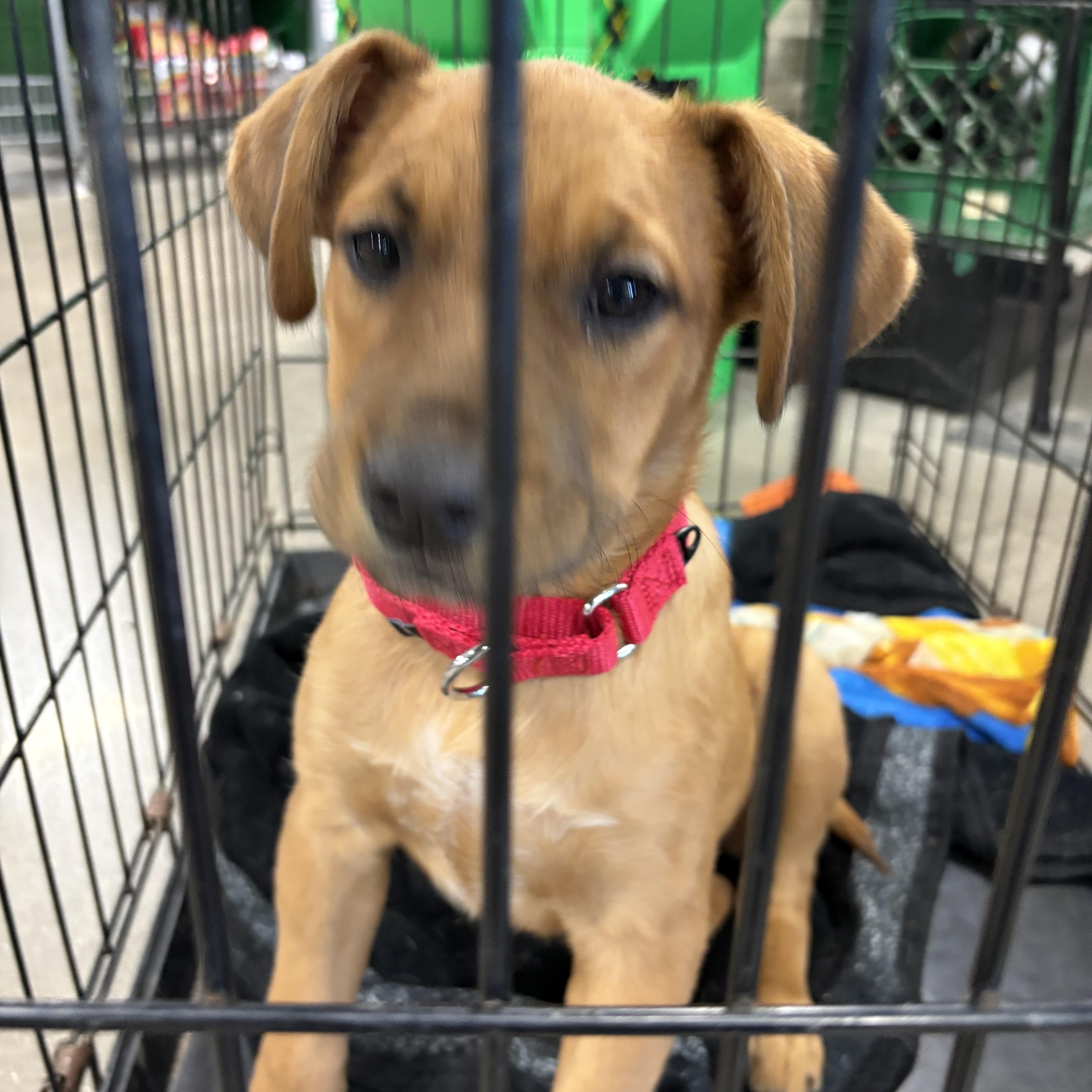 Enlarge Female pup, a Adoptable mixed breed in Coldwater, MI image 1/3