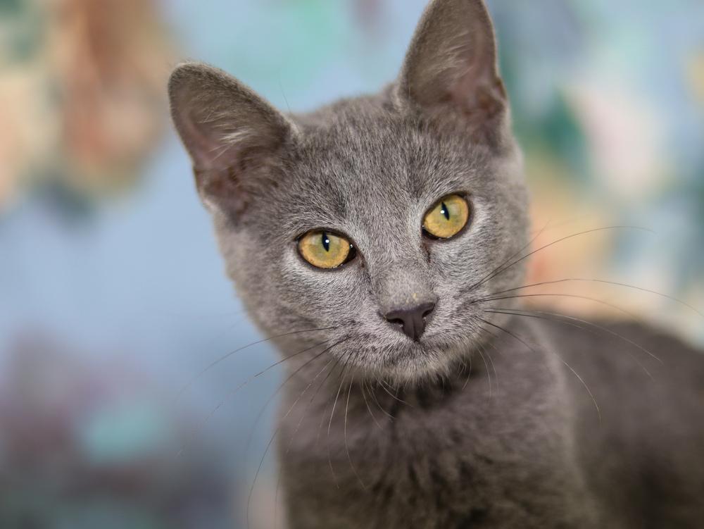 Stitch, Adoptable, Kitten Male Domestic Short Hair.