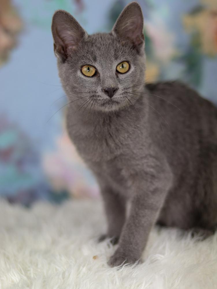 Enlarge Stitch, a Adoptable Domestic Short Hair in Lewisburg, TN image 2/2