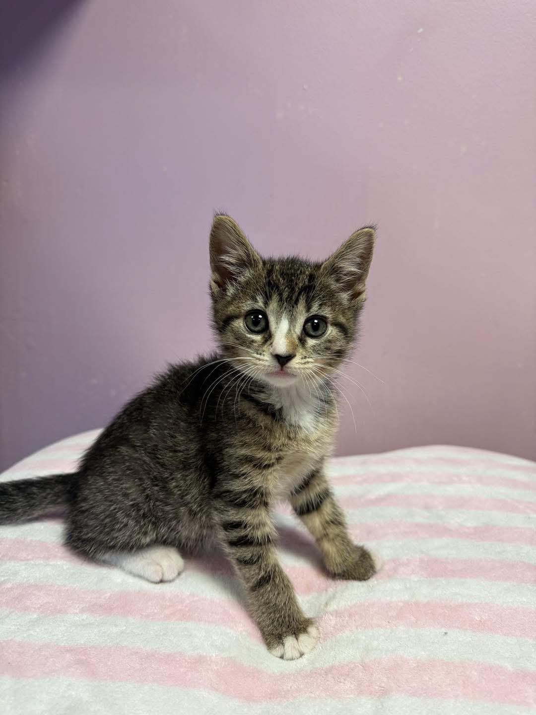 Enlarge Sophie, an adopted Domestic Short Hair in Freeport, NY image 1/1