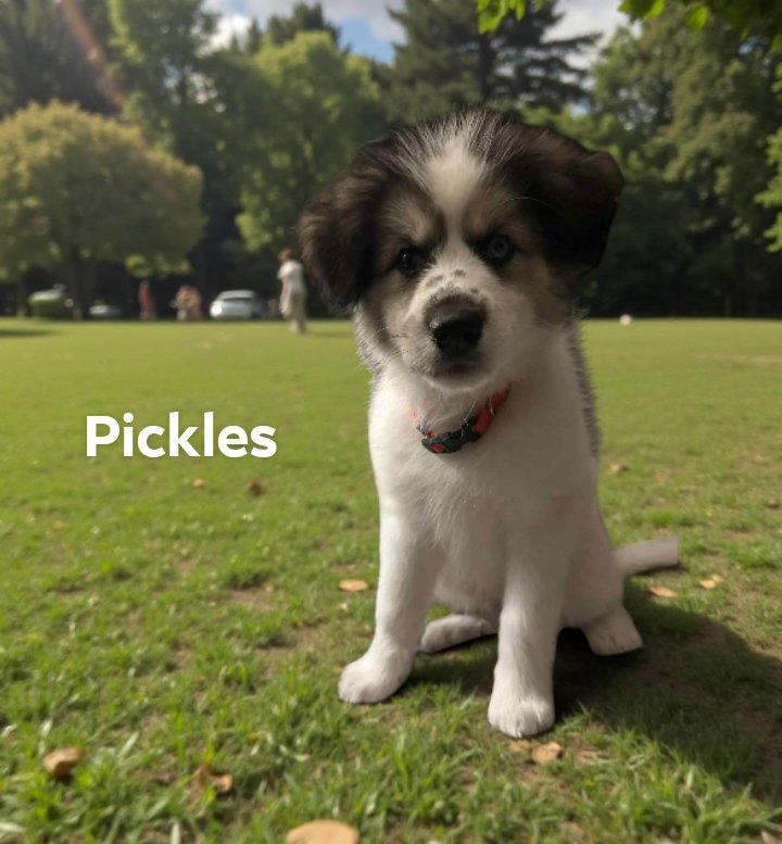 Pickles — thumbnail 2