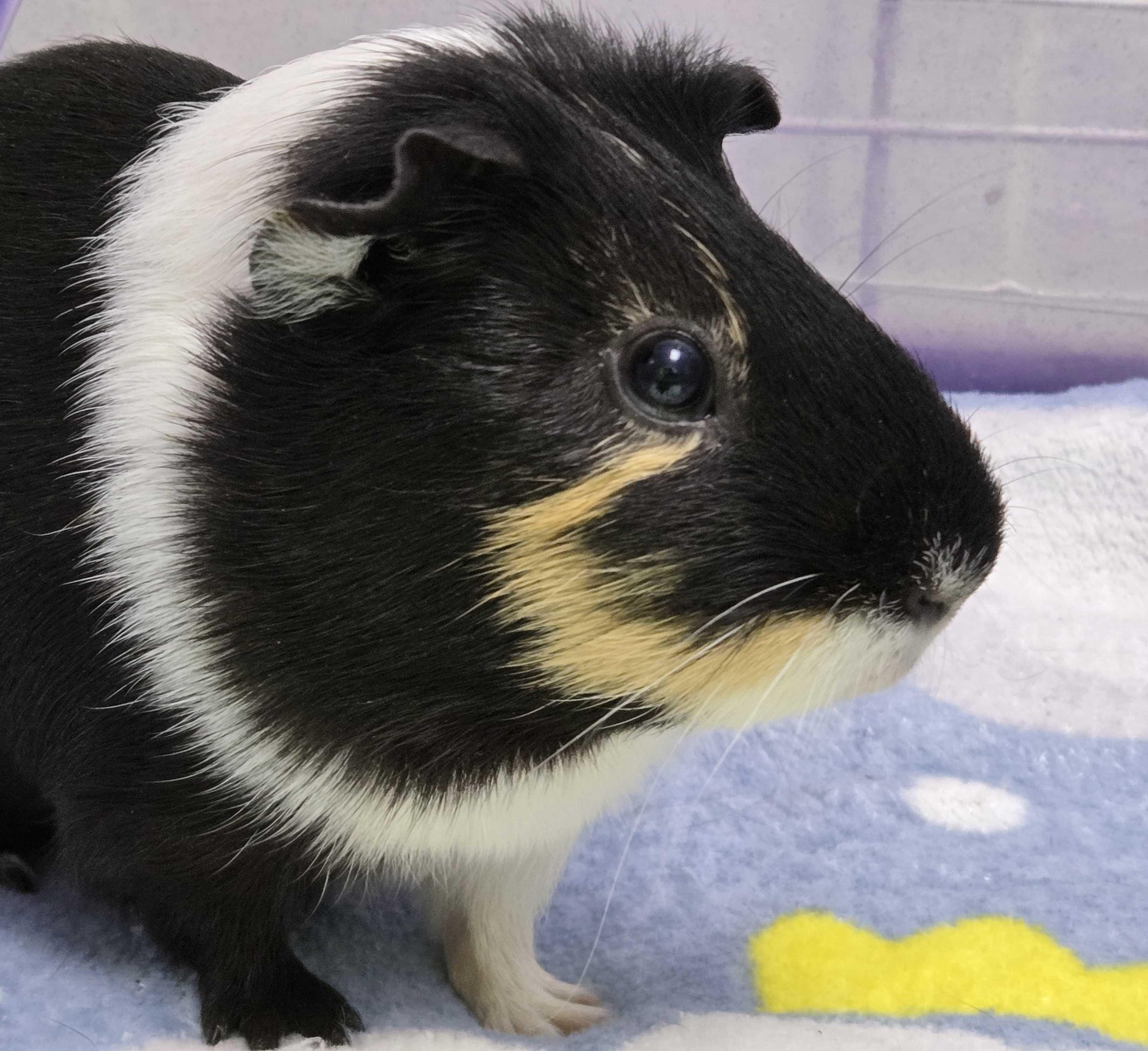 Enlarge Mr Twiggles, a ADOPTABLE mixed breed in Jefferson, WI image 2/3