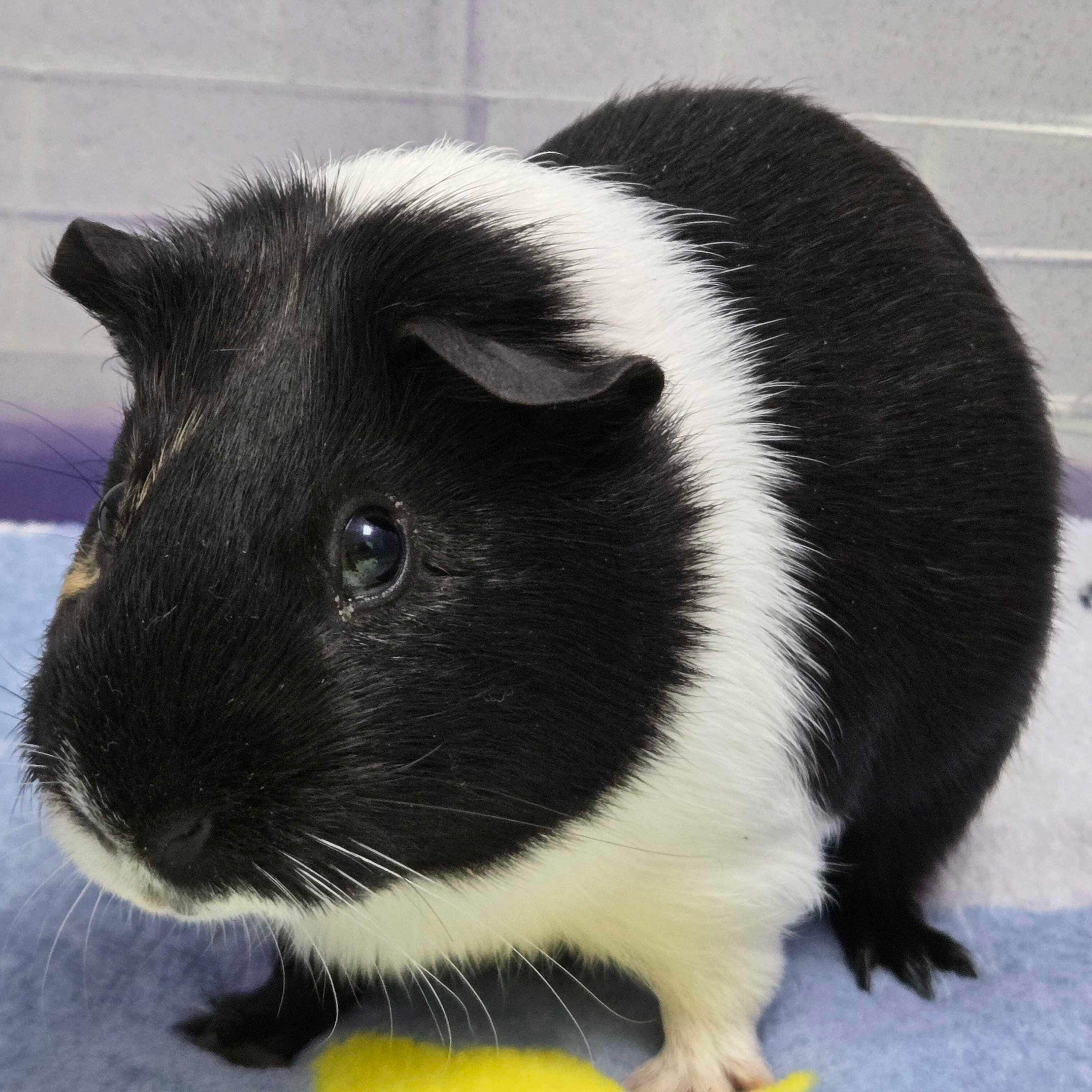Mr Twiggles, ADOPTABLE, Baby Male Guinea Pig.