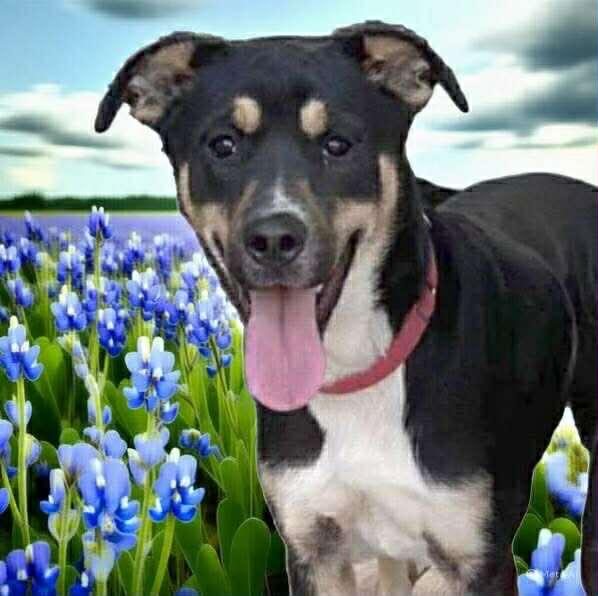 Laverne, a Adoptable mixed breed in Albany, NY image 1/6