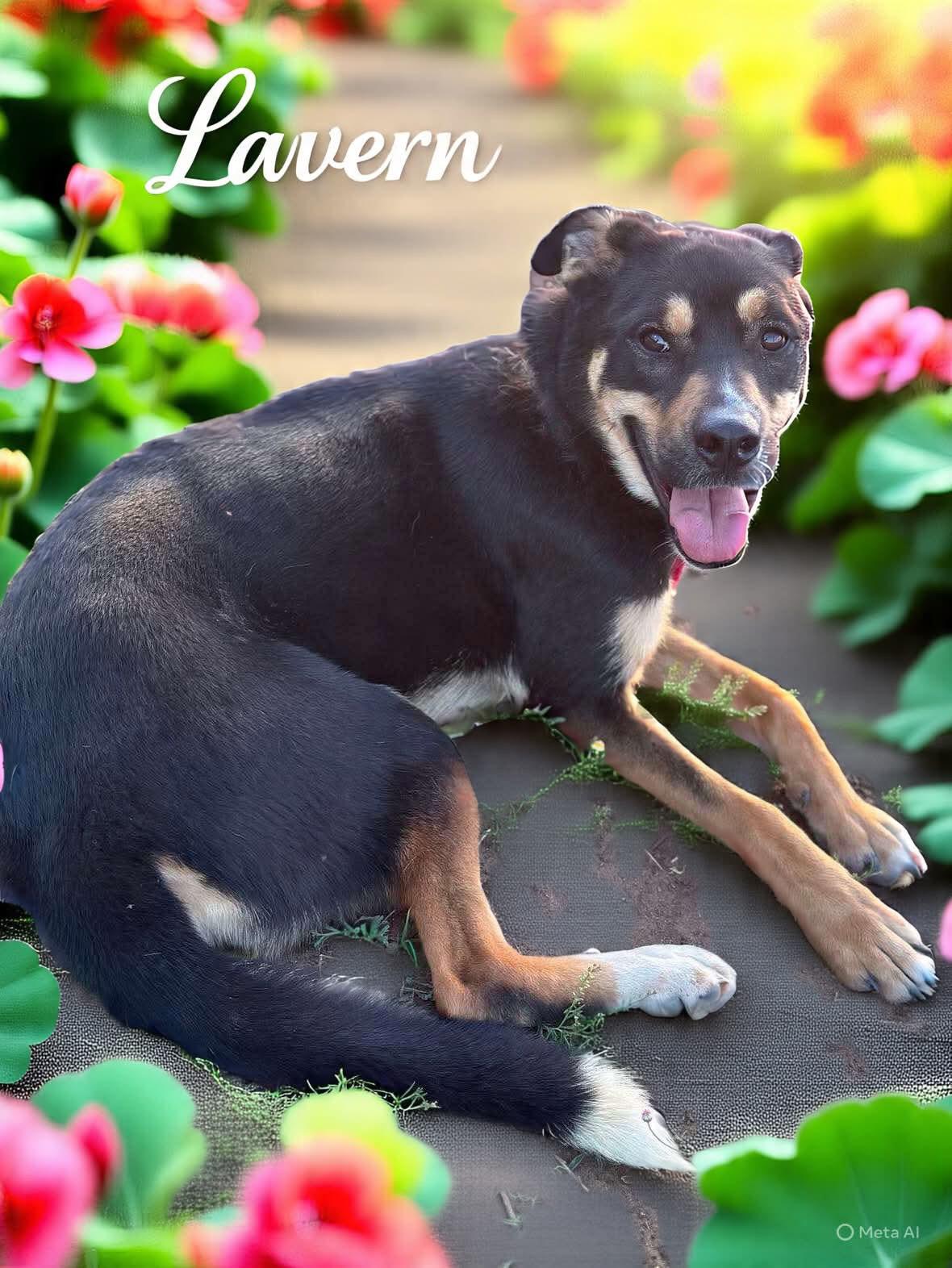 Laverne, a Adoptable mixed breed in Albany, NY image 6/6