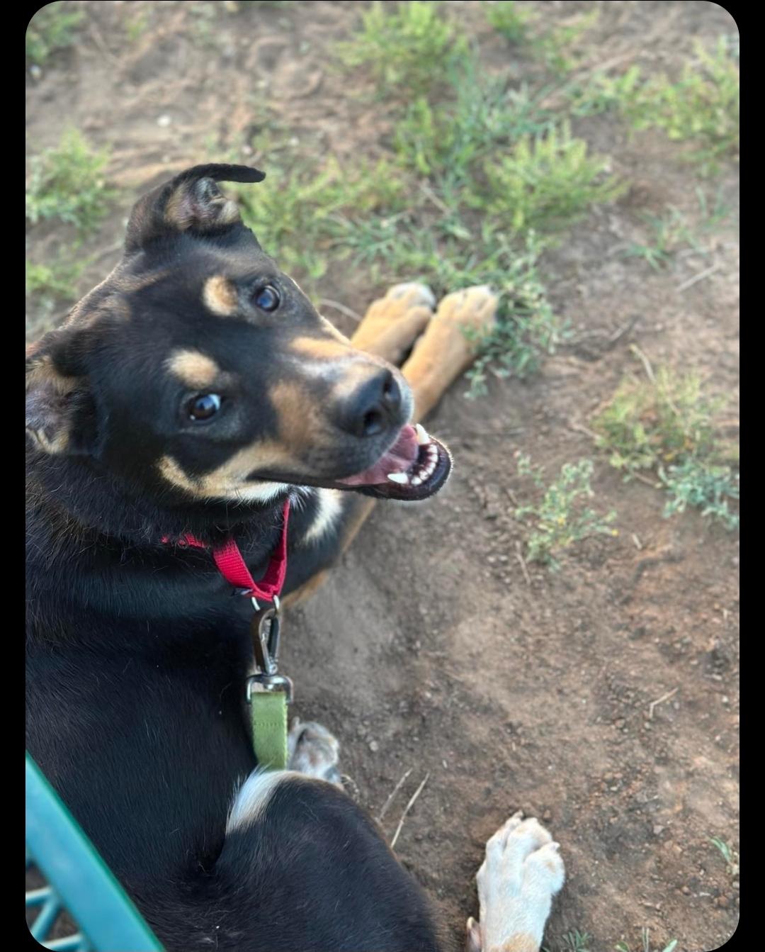 Laverne, a Adoptable mixed breed in Albany, NY image 2/6