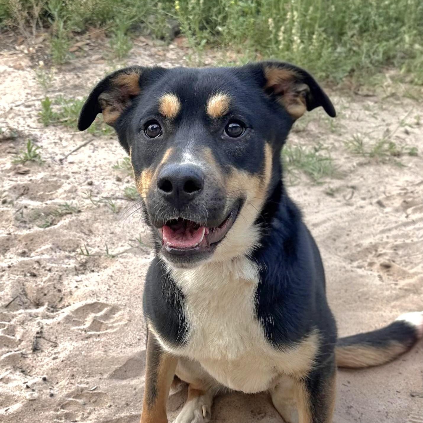 Enlarge Laverne, a Adoptable mixed breed in Albany, NY image 1/6