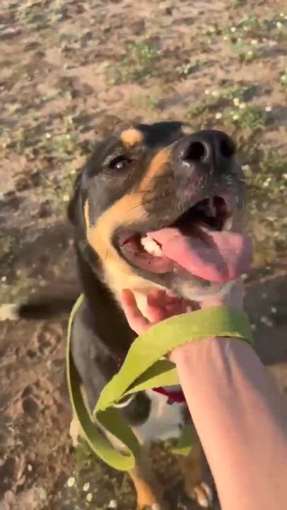 Enlarge Laverne, a Adoptable mixed breed in Albany, NY video 3/6