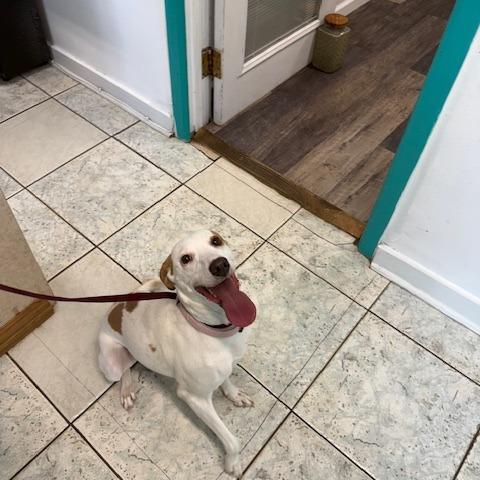 Enlarge Taylor, a Adoptable Whippet in Port Aransas, TX image 1/1