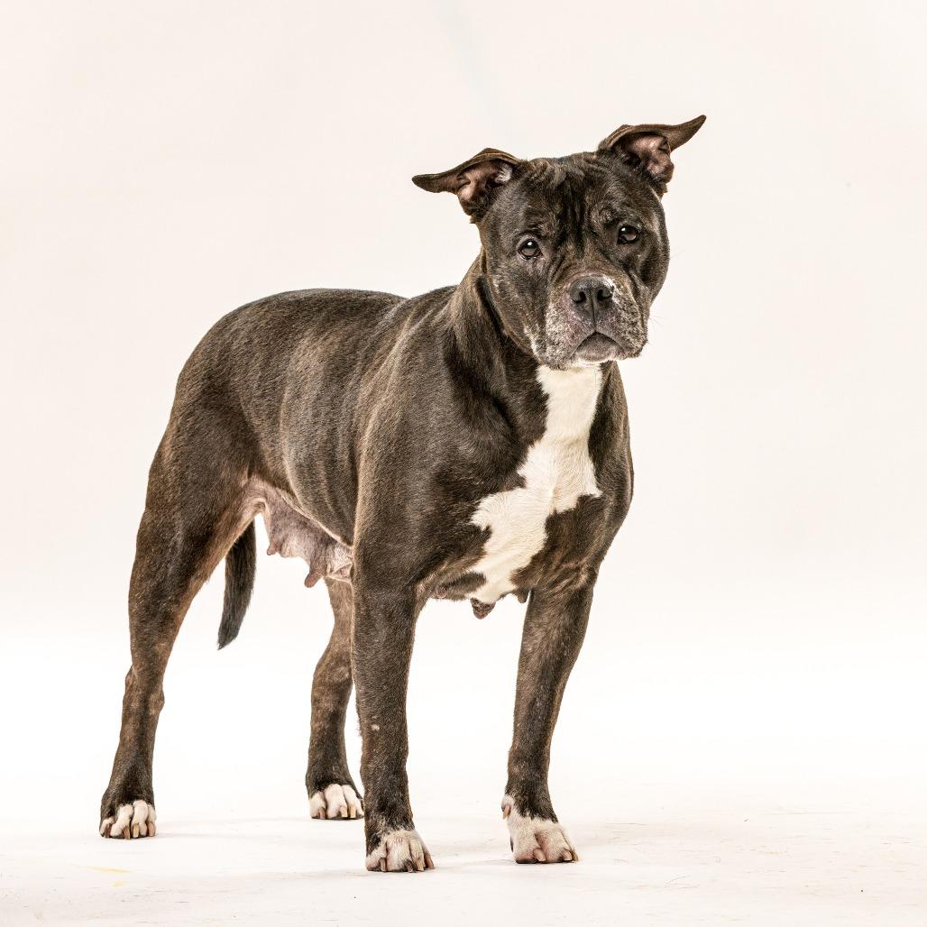 Bertha, Adoptable, Senior Female Pit Bull Terrier.