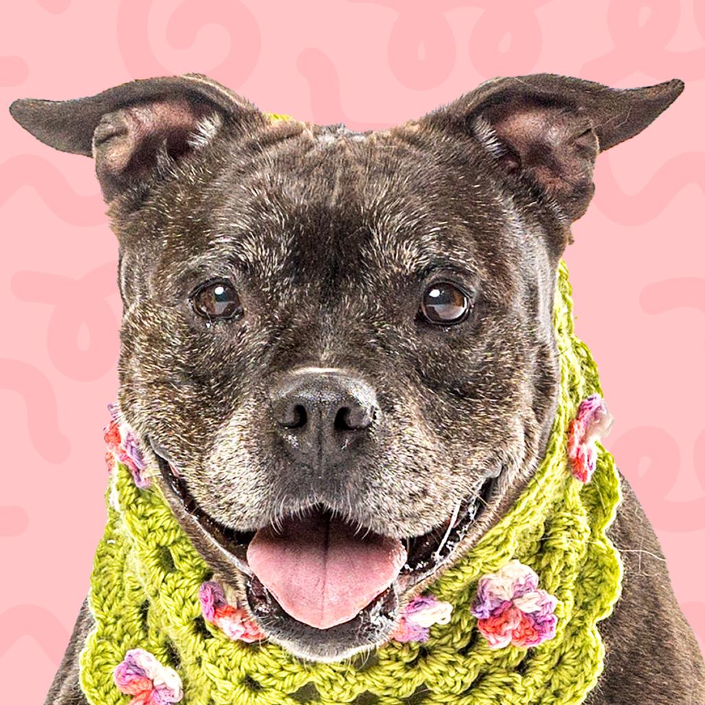 Bertha, Adoptable, Senior Female Pit Bull Terrier.