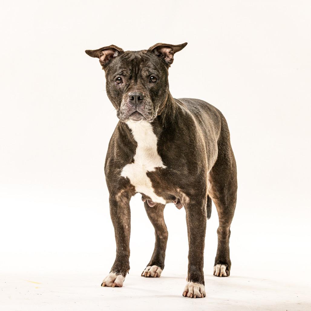 Enlarge Bertha, a Adoptable Pit Bull Terrier in Reno, NV image 2/3