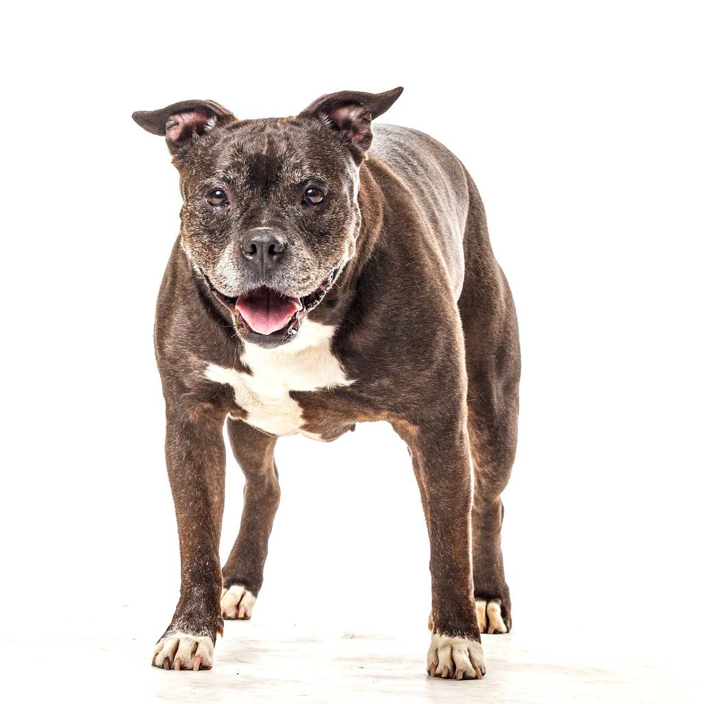 Enlarge Bertha, a Adoptable Pit Bull Terrier in Reno, NV image 2/4