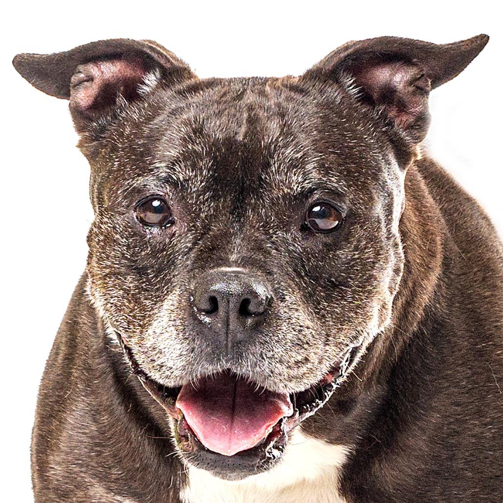 Enlarge Bertha, a Adoptable Pit Bull Terrier in Reno, NV image 3/4