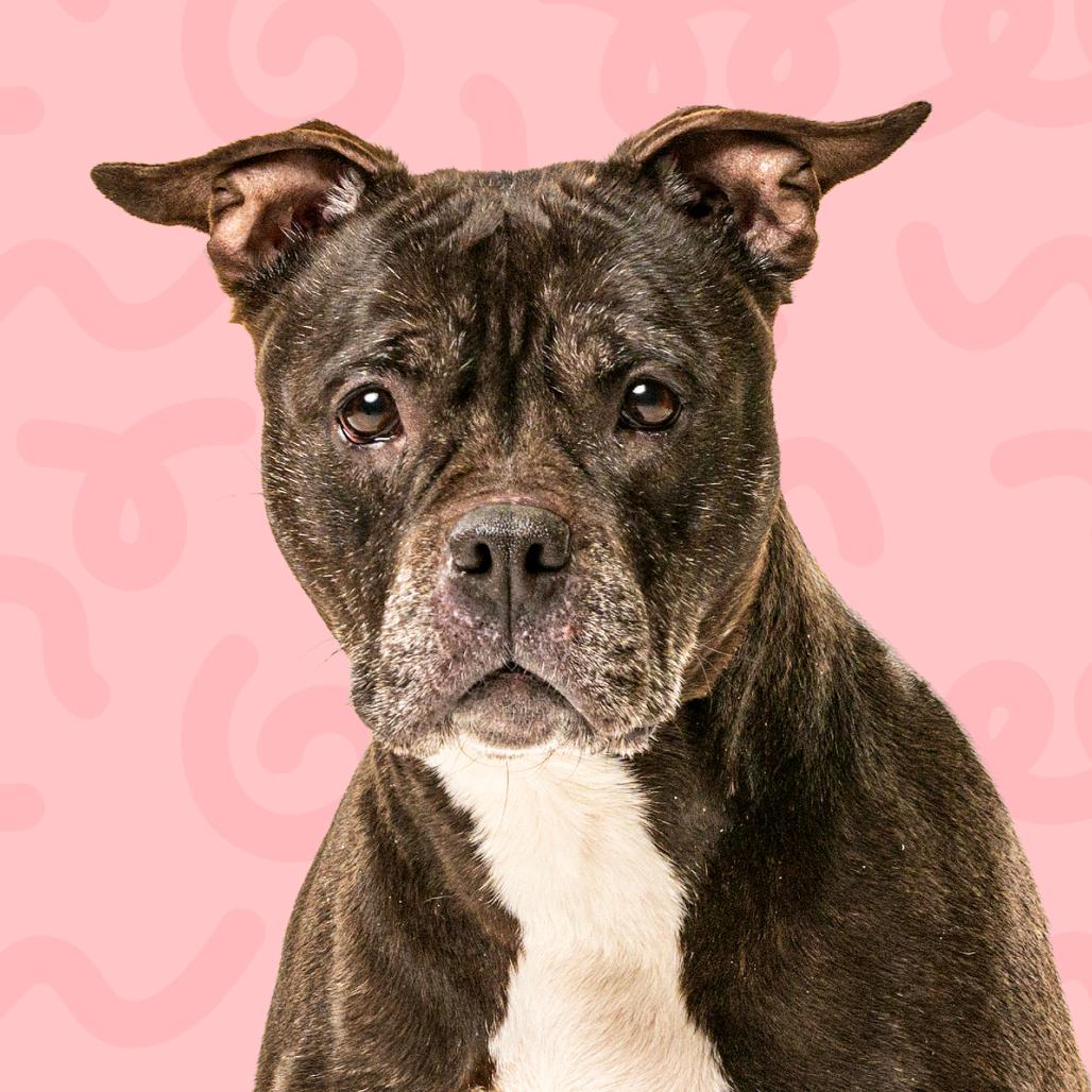 Enlarge Bertha, a Adoptable Pit Bull Terrier in Reno, NV image 3/3