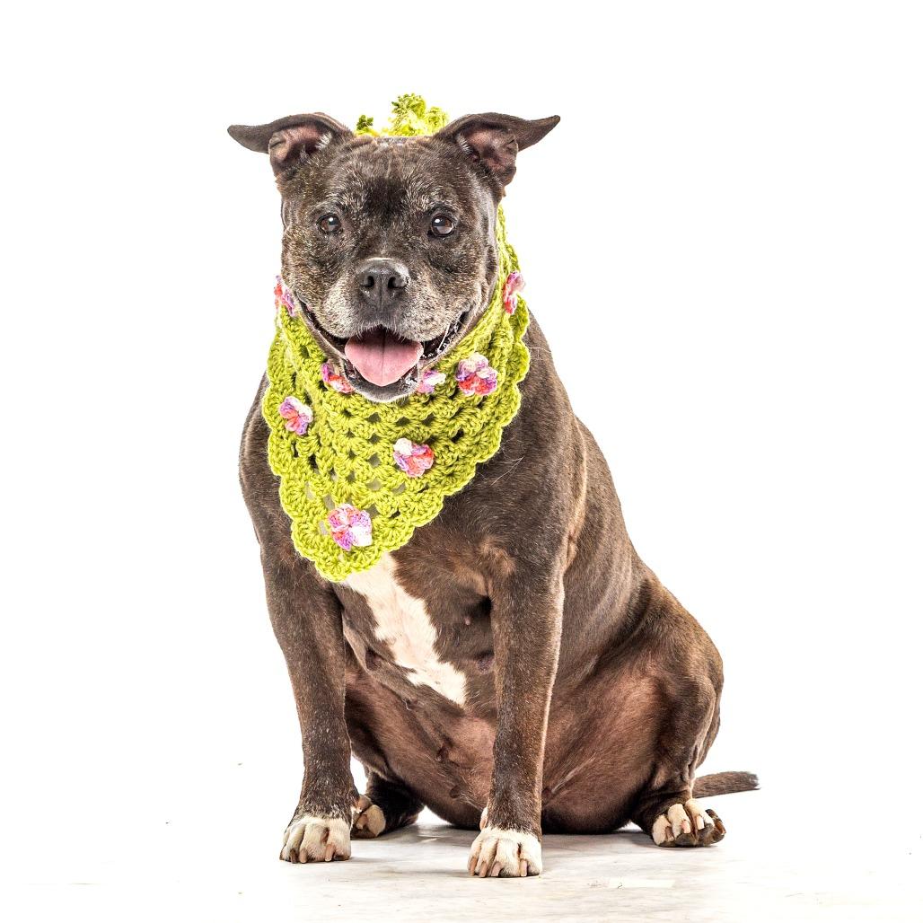 Enlarge Bertha, a Adoptable Pit Bull Terrier in Reno, NV image 4/4