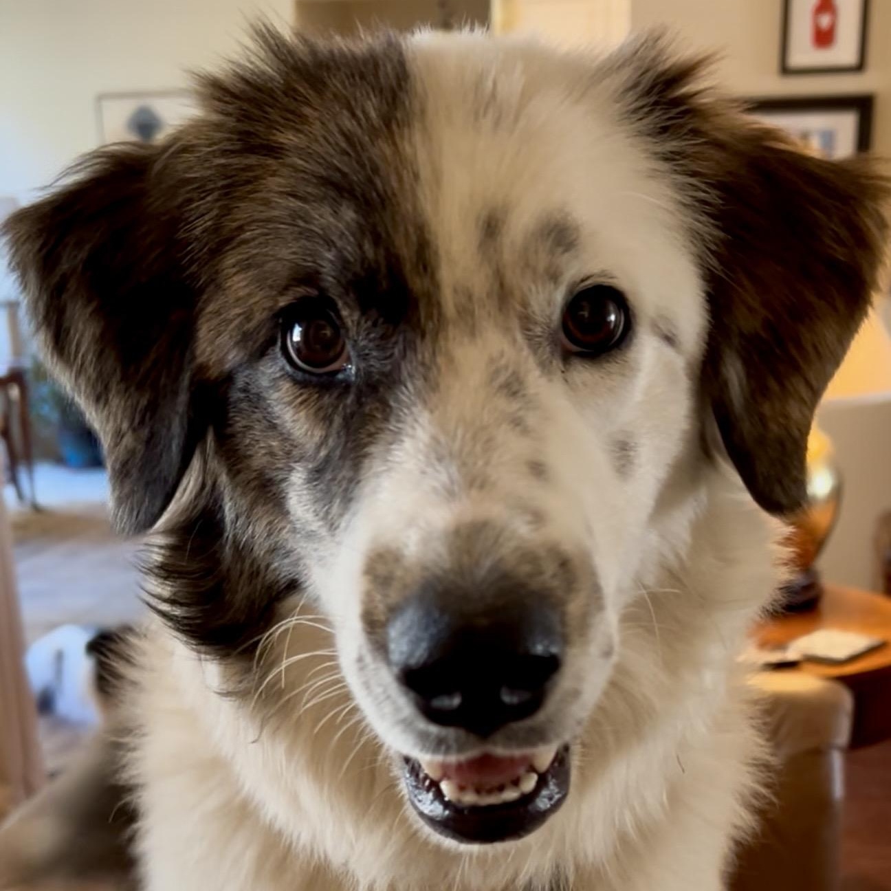 Francesca, ADOPTABLE, Young Female Australian Shepherd.