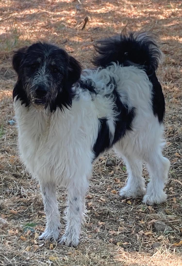 Enlarge CAROLINE, a Adoptable mixed breed in San Bernardino, CA image 1/1