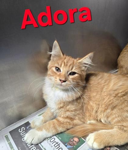 Adora, Adoptable, Young Female Domestic Medium Hair.
