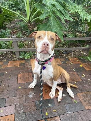 Enlarge Aulani, a Adoptable mixed breed in Honolulu, HI image 1/3