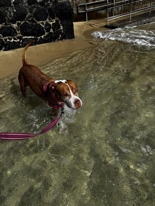 Enlarge Aulani, a Adoptable mixed breed in Honolulu, HI image 2/3