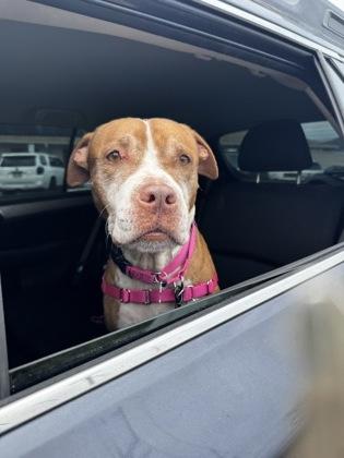 Enlarge Aulani, a Adoptable mixed breed in Honolulu, HI image 3/3
