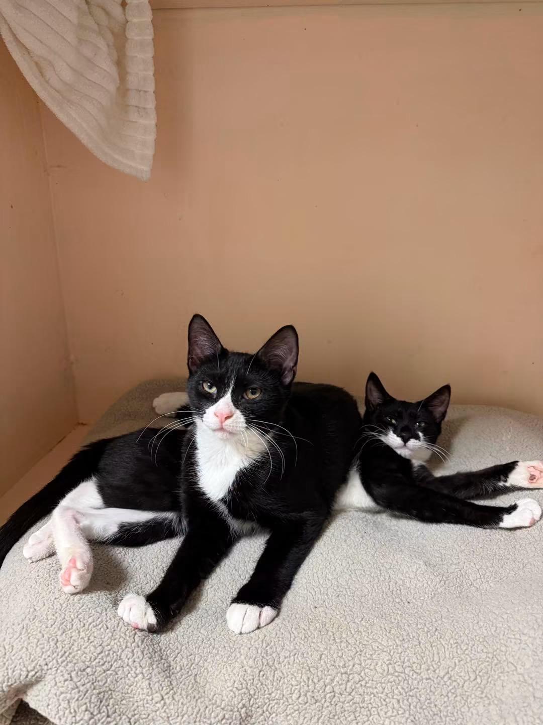 Enlarge Bobby and Mini Bubbles, a Adopted Domestic Short Hair in Freeport, NY image 1/1