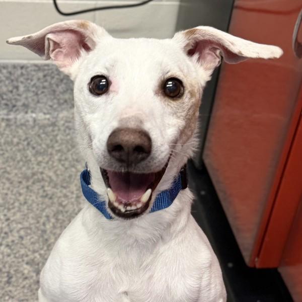 Mitchell, Adoptable, Senior Male Terrier.