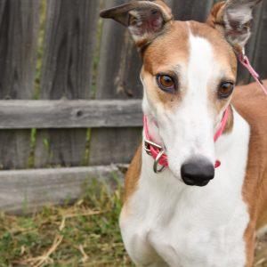 SUPERIOR LIONESS, Adopted, Adult Female Greyhound.