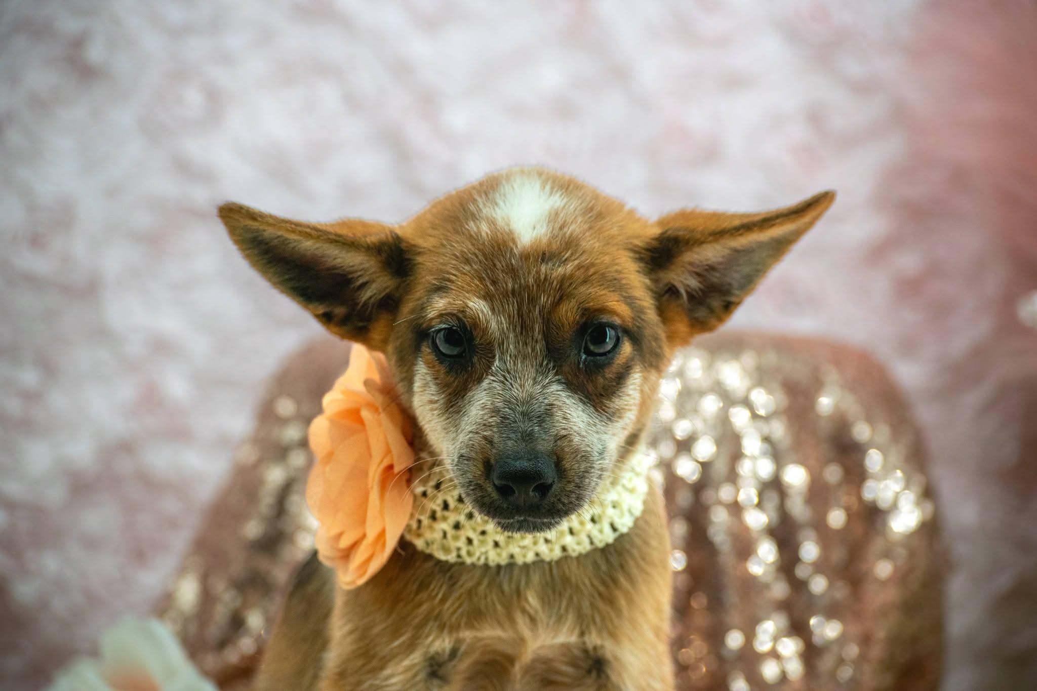 Enlarge Anne Shirley, a Adopted Australian Cattle Dog / Blue Heeler in Sevierville, TN image 3/4