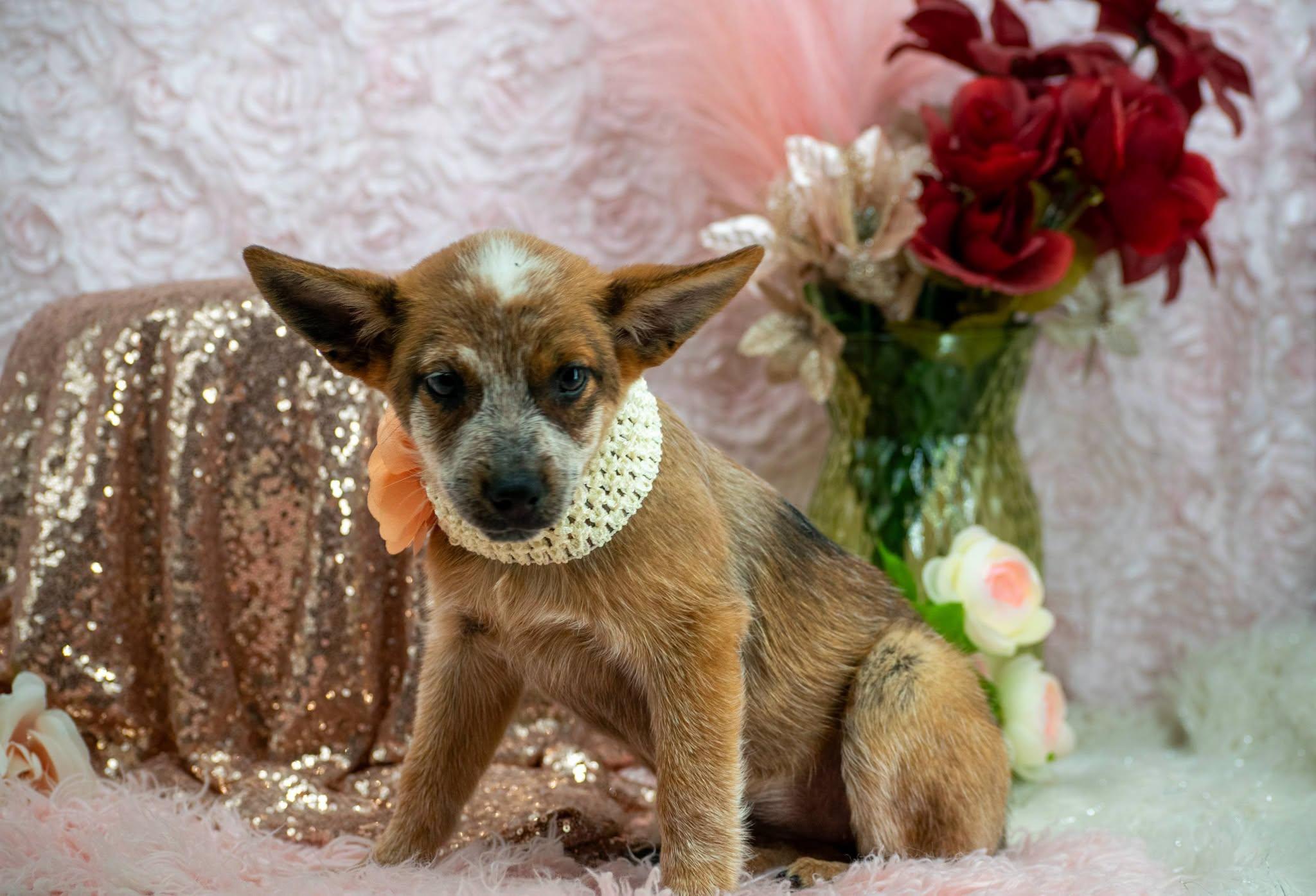 Enlarge Anne Shirley, a Adopted Australian Cattle Dog / Blue Heeler in Sevierville, TN image 4/4